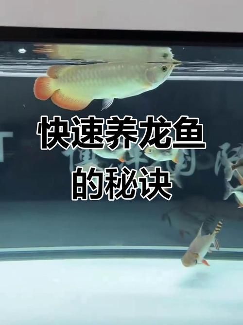 龍魚趴缸人一來就起來，如何訓(xùn)練它適應(yīng)？，如何訓(xùn)練龍魚“人一來就起來” 龍魚趴缸人一來就起來，如何訓(xùn)練它適應(yīng)？，如何訓(xùn)練龍魚“人一來就起來” 龍魚百科 第2張