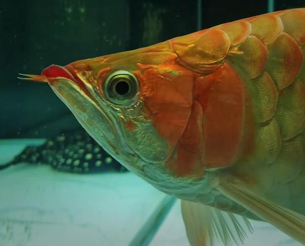 龍魚趴缸人一來就起來，如何訓(xùn)練它適應(yīng)？，如何訓(xùn)練龍魚“人一來就起來” 龍魚趴缸人一來就起來，如何訓(xùn)練它適應(yīng)？，如何訓(xùn)練龍魚“人一來就起來” 龍魚百科 第5張