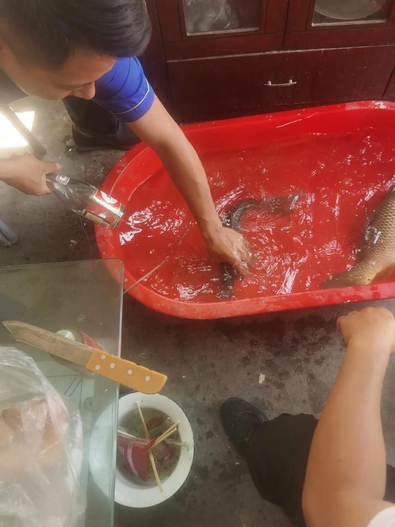 龍魚趴缸人一來就起來，如何訓(xùn)練它適應(yīng)？，如何訓(xùn)練龍魚“人一來就起來” 龍魚趴缸人一來就起來，如何訓(xùn)練它適應(yīng)？，如何訓(xùn)練龍魚“人一來就起來” 龍魚百科 第3張