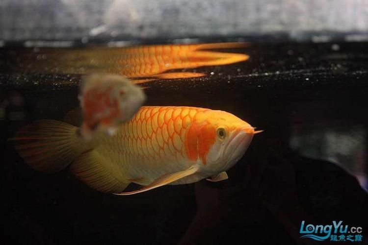 白子紅龍魚的價格范圍是多少？ 白子紅龍魚的價格范圍是多少？ 龍魚百科 第6張