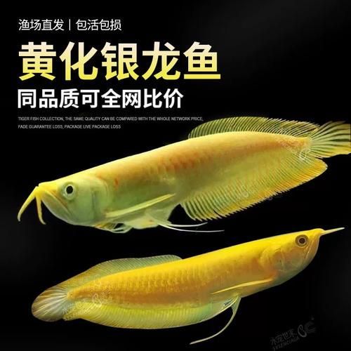 白子紅龍魚的價格范圍是多少？