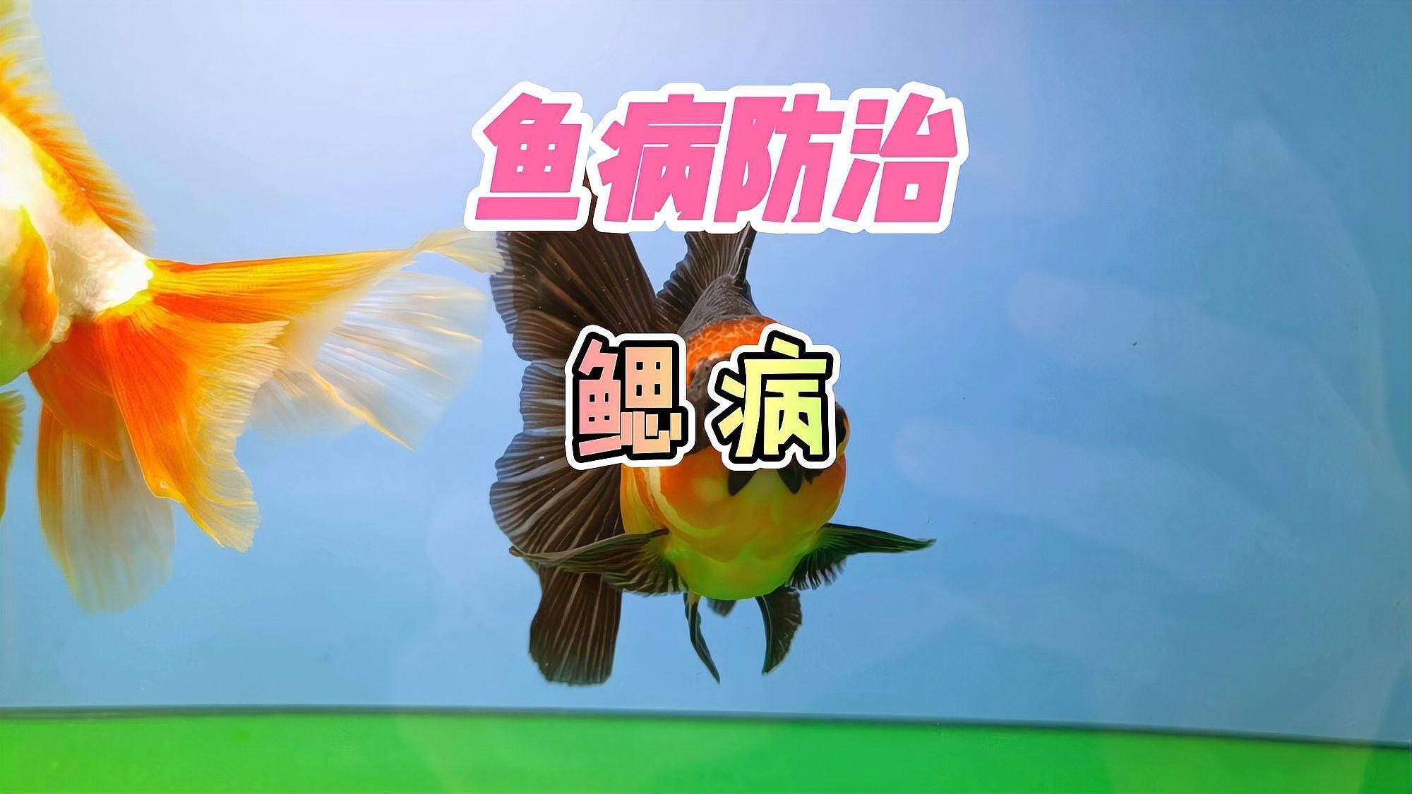 有哪些魚鰓病治療方法，養(yǎng)魚筆記第2季101集 有哪些魚鰓病治療方法，養(yǎng)魚筆記第2季101集 龍魚百科 第2張