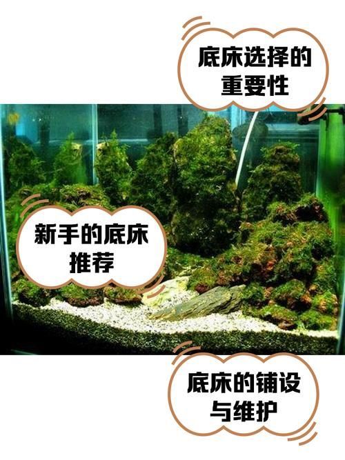 如何種植和養護這些水草，<strong><mark>北京</mark></strong>地區家庭水族養護水草種植與養護的核心技術要求