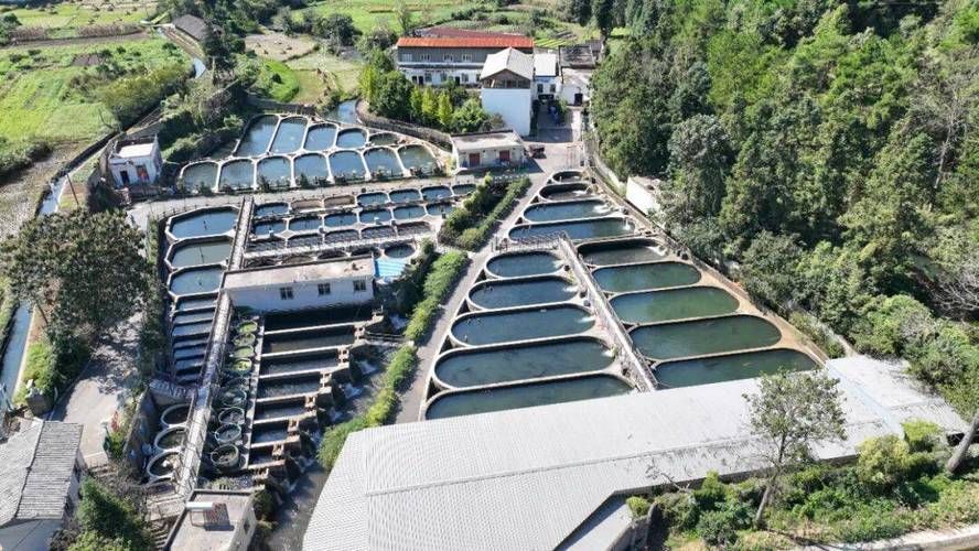 惠水鱘魚的市場(chǎng)價(jià)格是多少，惠水鱘魚市場(chǎng)價(jià)格是多少惠水鱘魚的市場(chǎng)價(jià)格是多少