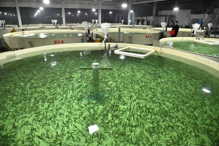 祥龍魚場的人工繁殖技術(shù)有哪些挑戰(zhàn)，祥龍魚場人工繁殖技術(shù)與人工繁殖技術(shù)挑戰(zhàn)思考完成 祥龍魚場的人工繁殖技術(shù)有哪些挑戰(zhàn)，祥龍魚場人工繁殖技術(shù)與人工繁殖技術(shù)挑戰(zhàn)思考完成 龍魚百科 第4張