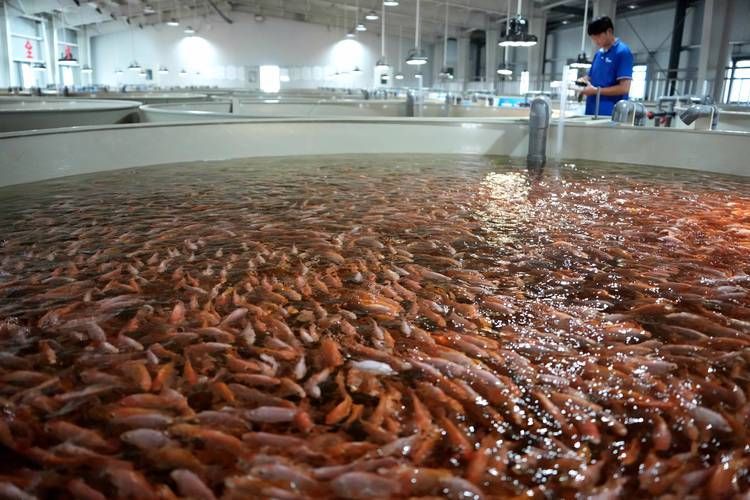 祥龍魚場的人工繁殖技術(shù)有哪些挑戰(zhàn)，祥龍魚場人工繁殖技術(shù)與人工繁殖技術(shù)挑戰(zhàn)思考完成 祥龍魚場的人工繁殖技術(shù)有哪些挑戰(zhàn)，祥龍魚場人工繁殖技術(shù)與人工繁殖技術(shù)挑戰(zhàn)思考完成 龍魚百科 第2張