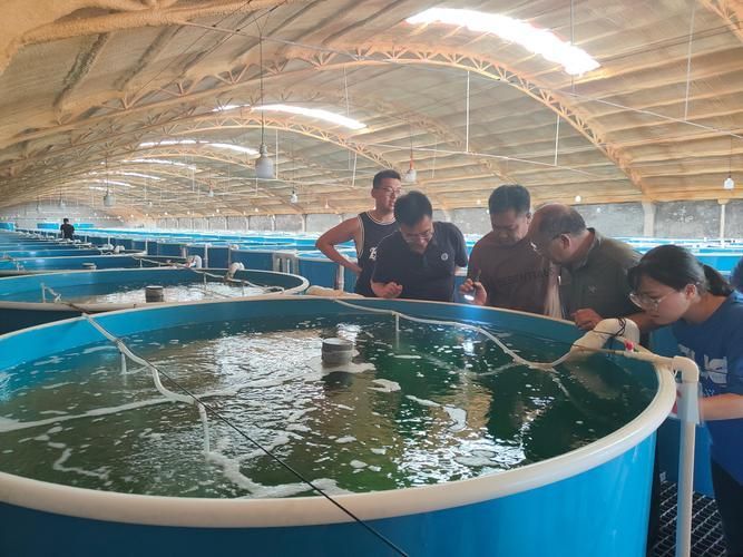 祥龍魚場的人工繁殖技術(shù)有哪些挑戰(zhàn)，祥龍魚場人工繁殖技術(shù)與人工繁殖技術(shù)挑戰(zhàn)思考完成 祥龍魚場的人工繁殖技術(shù)有哪些挑戰(zhàn)，祥龍魚場人工繁殖技術(shù)與人工繁殖技術(shù)挑戰(zhàn)思考完成 龍魚百科 第6張