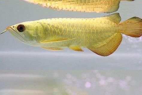 給我推薦一些亞洲龍魚的品種,亞洲龍魚品種有哪些 龍魚百科 第21張 給我推薦一些亞洲龍魚的品種,亞洲龍魚品種有哪些 給我推薦一些亞洲龍魚的品種,亞洲龍魚品種有哪些 龍魚百科 第21張