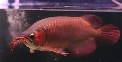 20公分龍魚一天應(yīng)該喂多少？，在探討20公分龍魚一天應(yīng)該喂多少的問題時(shí)需要考慮多個(gè)因素