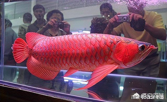 線上購買龍魚需要注意什么？ 線上購買龍魚需要注意什么？ 龍魚百科 第4張