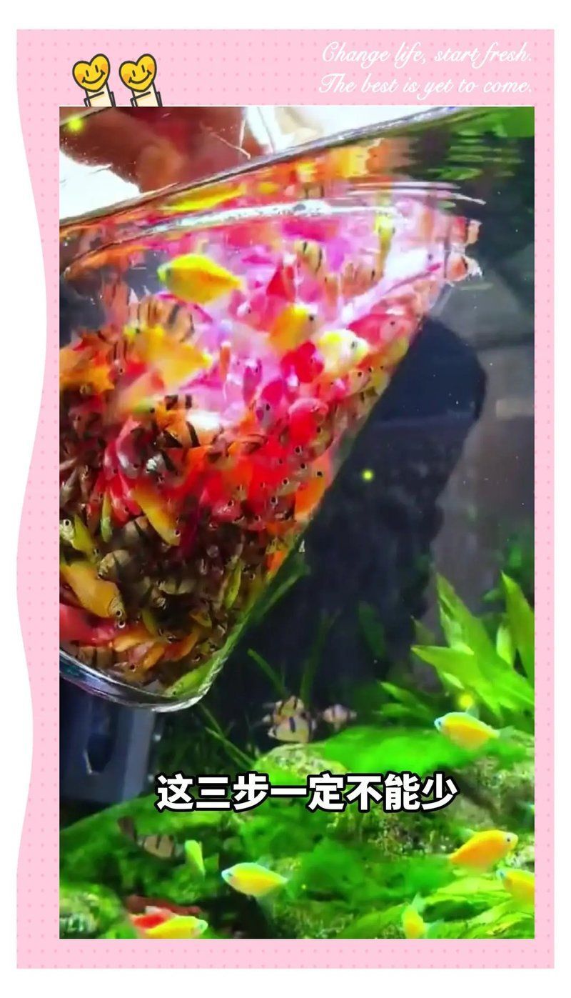 線上購買龍魚需要注意什么？ 線上購買龍魚需要注意什么？ 龍魚百科 第5張