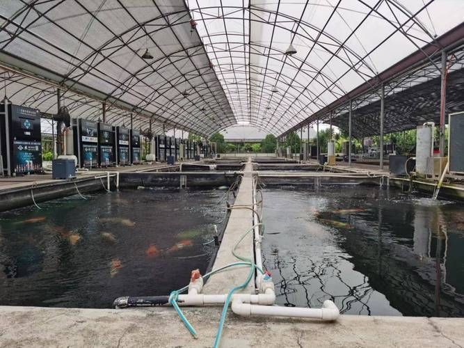 北戴河龍魚養殖基地哪家最好？，北戴河龍魚養殖基地 北戴河龍魚養殖基地哪家最好？，北戴河龍魚養殖基地 龍魚百科 第5張