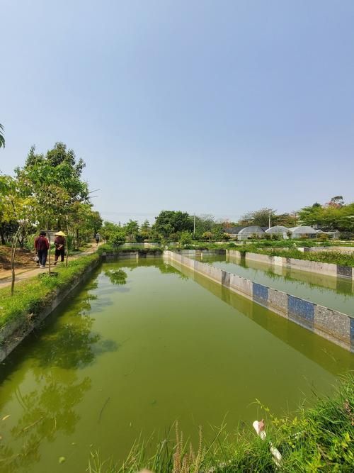 北戴河龍魚養殖基地哪家最好？，北戴河龍魚養殖基地 北戴河龍魚養殖基地哪家最好？，北戴河龍魚養殖基地 龍魚百科 第3張