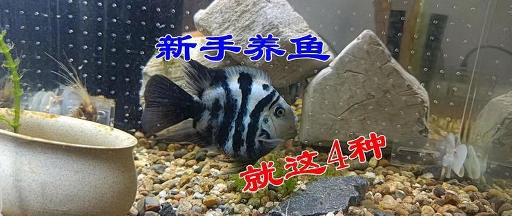 如何選擇適合新手的魚，新手養魚選擇適合新手養魚 如何選擇適合新手的魚，新手養魚選擇適合新手養魚 龍魚百科 第1張