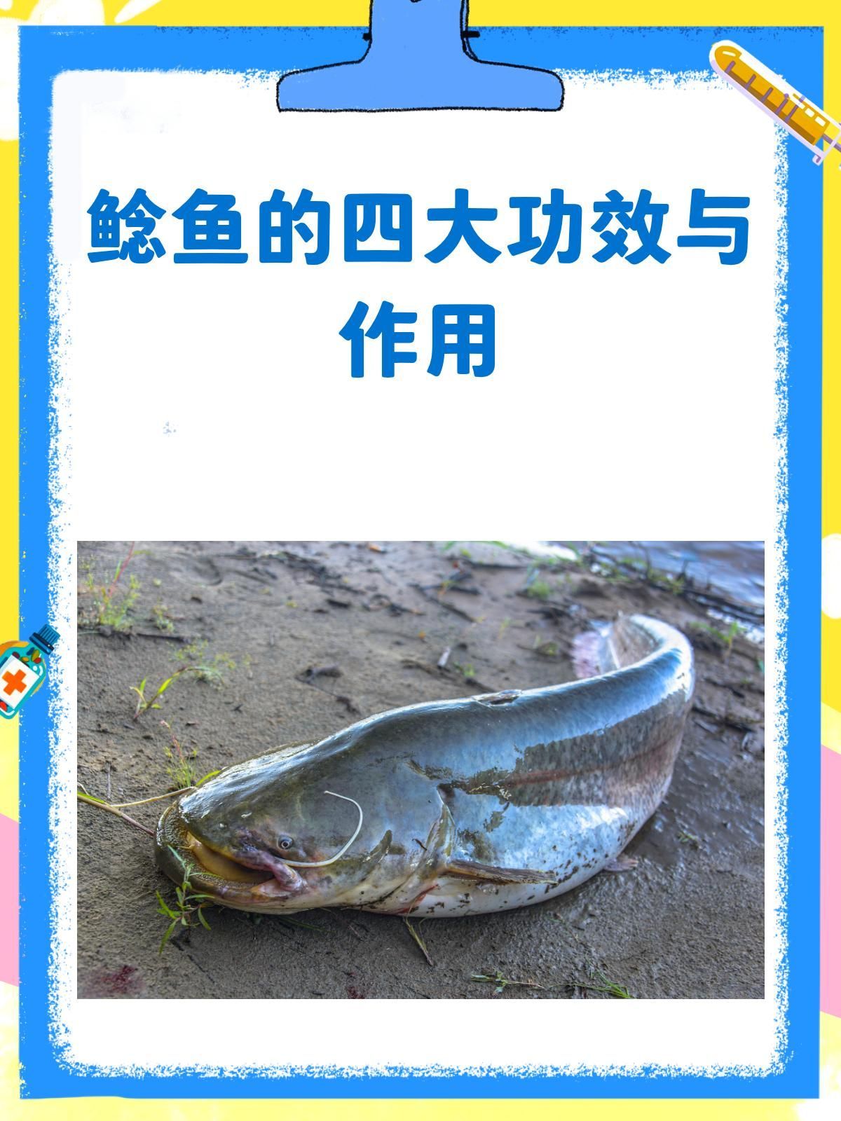 獨山龍魚和鯰魚哪個更有營養，獨山龍魚和鯰魚哪個更有營養獨山龍魚和鯰魚哪個更安全 獨山龍魚和鯰魚哪個更有營養，獨山龍魚和鯰魚哪個更有營養獨山龍魚和鯰魚哪個更安全 龍魚百科 第2張