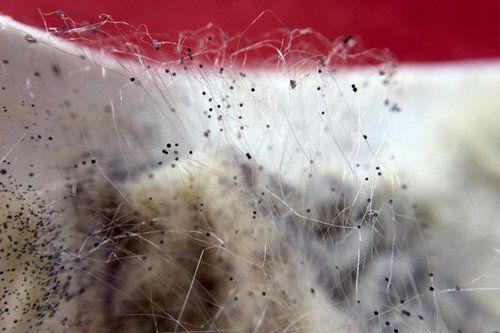 病理性黑霉的治療效果如何，病理性黑霉的治療效果詳解病理性黑霉治療效果詳解 病理性黑霉的治療效果如何，病理性黑霉的治療效果詳解病理性黑霉治療效果詳解 龍魚百科 第6張