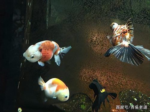 如何判斷魚腸炎的類型，如何判斷魚類腸炎 如何判斷魚腸炎的類型，如何判斷魚類腸炎 龍魚百科 第9張