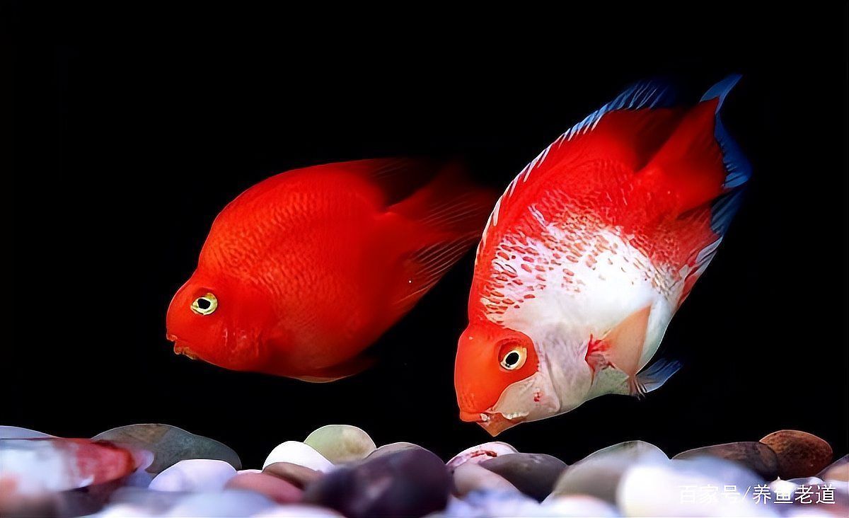 如何判斷魚腸炎的類型，如何判斷魚類腸炎 如何判斷魚腸炎的類型，如何判斷魚類腸炎 龍魚百科 第7張