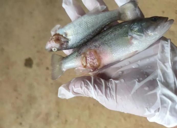 給我一些區分水霉病和細菌性爛鰓病的圖片,如何區分水霉病和細菌性爛鰓病 龍魚百科 第7張 給我一些區分水霉病和細菌性爛鰓病的圖片,如何區分水霉病和細菌性爛鰓病 給我一些區分水霉病和細菌性爛鰓病的圖片,如何區分水霉病和細菌性爛鰓病 龍魚百科 第7張