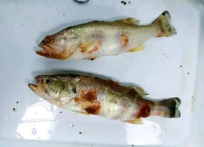 給我一些區分水霉病和細菌性爛鰓病的圖片,如何區分水霉病和細菌性爛鰓病 龍魚百科 第16張 給我一些區分水霉病和細菌性爛鰓病的圖片,如何區分水霉病和細菌性爛鰓病 給我一些區分水霉病和細菌性爛鰓病的圖片,如何區分水霉病和細菌性爛鰓病 龍魚百科 第16張