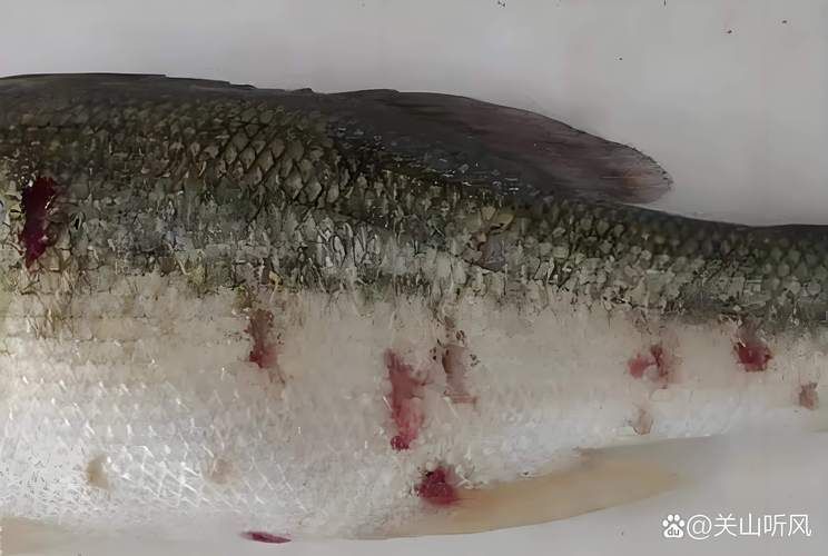 給我一些區分水霉病和細菌性爛鰓病的圖片,如何區分水霉病和細菌性爛鰓病 龍魚百科 第17張 給我一些區分水霉病和細菌性爛鰓病的圖片,如何區分水霉病和細菌性爛鰓病 給我一些區分水霉病和細菌性爛鰓病的圖片,如何區分水霉病和細菌性爛鰓病 龍魚百科 第17張