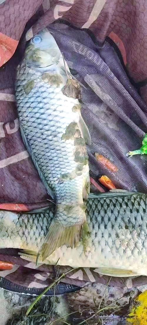 給我一些區分水霉病和細菌性爛鰓病的圖片,如何區分水霉病和細菌性爛鰓病 龍魚百科 第15張 給我一些區分水霉病和細菌性爛鰓病的圖片,如何區分水霉病和細菌性爛鰓病 給我一些區分水霉病和細菌性爛鰓病的圖片,如何區分水霉病和細菌性爛鰓病 龍魚百科 第15張