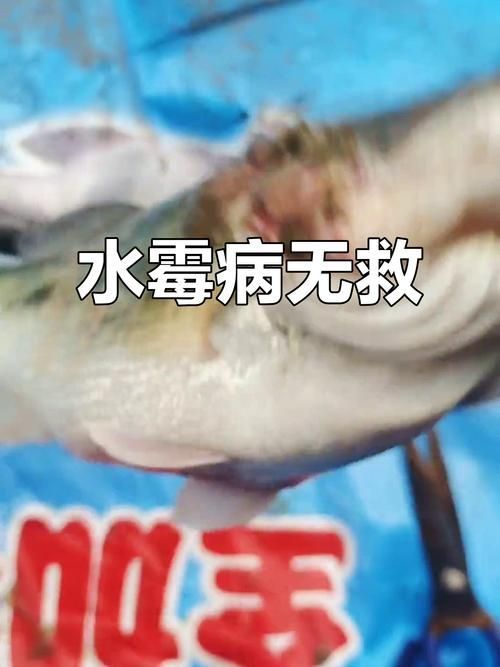 給我一些區分水霉病和細菌性爛鰓病的圖片,如何區分水霉病和細菌性爛鰓病 龍魚百科 第23張 給我一些區分水霉病和細菌性爛鰓病的圖片,如何區分水霉病和細菌性爛鰓病 給我一些區分水霉病和細菌性爛鰓病的圖片,如何區分水霉病和細菌性爛鰓病 龍魚百科 第23張