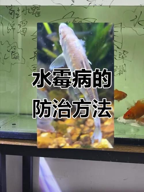 給我一些區分水霉病和細菌性爛鰓病的圖片,如何區分水霉病和細菌性爛鰓病 龍魚百科 第13張 給我一些區分水霉病和細菌性爛鰓病的圖片,如何區分水霉病和細菌性爛鰓病 給我一些區分水霉病和細菌性爛鰓病的圖片,如何區分水霉病和細菌性爛鰓病 龍魚百科 第13張