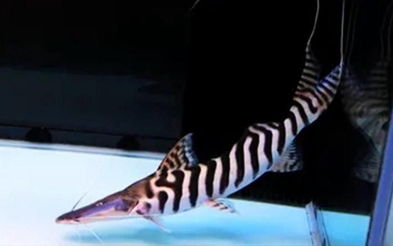 斑馬鴨嘴魚的價格是多少?,斑馬鴨嘴魚價格是多少 龍魚百科 第1張 斑馬鴨嘴魚的價格是多少?,斑馬鴨嘴魚價格是多少 斑馬鴨嘴魚的價格是多少?,斑馬鴨嘴魚價格是多少 龍魚百科 第1張
