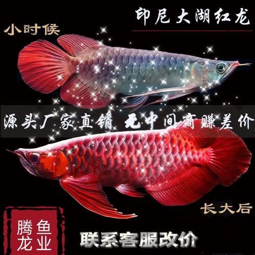 大湖紅龍魚的市場(chǎng)價(jià)格是多少？，大湖紅龍魚市場(chǎng)價(jià)格是多少大湖紅龍魚的發(fā)色過(guò)程是怎樣的 大湖紅龍魚的市場(chǎng)價(jià)格是多少？，大湖紅龍魚市場(chǎng)價(jià)格是多少大湖紅龍魚的發(fā)色過(guò)程是怎樣的 龍魚百科 第6張