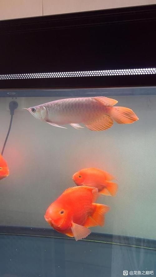 大湖紅龍魚的市場(chǎng)價(jià)格是多少？，大湖紅龍魚市場(chǎng)價(jià)格是多少大湖紅龍魚的發(fā)色過(guò)程是怎樣的 大湖紅龍魚的市場(chǎng)價(jià)格是多少？，大湖紅龍魚市場(chǎng)價(jià)格是多少大湖紅龍魚的發(fā)色過(guò)程是怎樣的 龍魚百科 第10張