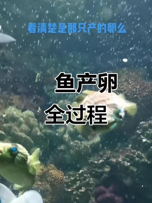 給我推薦一些半紅龍魚的繁殖方法,半紅龍魚的繁殖方法 龍魚百科 第4張 給我推薦一些半紅龍魚的繁殖方法,半紅龍魚的繁殖方法 給我推薦一些半紅龍魚的繁殖方法,半紅龍魚的繁殖方法 龍魚百科 第4張