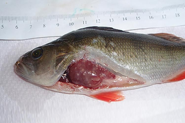 魚鰭充血如何緊急處理 魚鰭充血如何緊急處理 龍魚百科 第5張