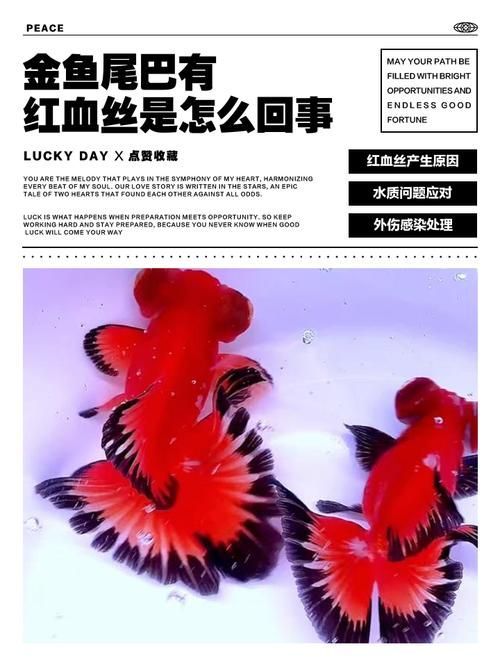 魚鰭充血如何緊急處理 魚鰭充血如何緊急處理 龍魚百科 第8張