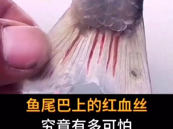 魚鰭充血如何緊急處理 魚鰭充血如何緊急處理 龍魚百科 第9張