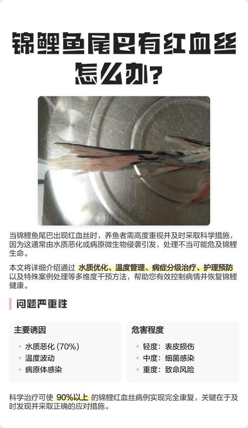 魚鰭充血如何緊急處理 魚鰭充血如何緊急處理 龍魚百科 第10張