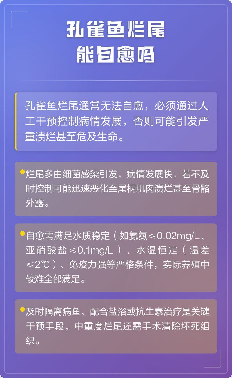 孔雀魚爛尾病會自愈嗎
