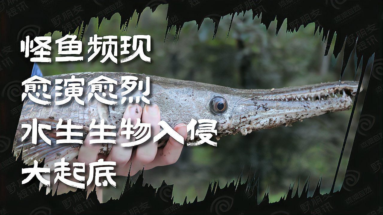 鱷雀鱔在中國有哪些天敵，中國鱷雀鱔在中國有哪些天敵？ 鱷雀鱔在中國有哪些天敵，中國鱷雀鱔在中國有哪些天敵？ 龍魚百科 第2張