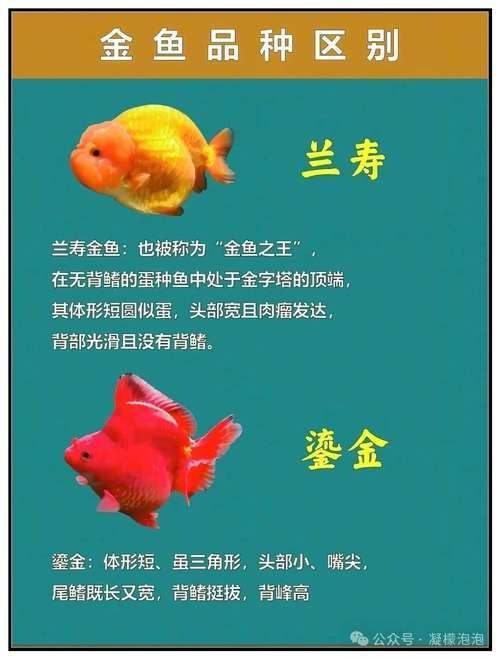 給我一些著名金魚品種的圖片，中國金魚品種及其體態夸張的金魚品種及其體態及其體態 給我一些著名金魚品種的圖片，中國金魚品種及其體態夸張的金魚品種及其體態及其體態 龍魚百科 第16張