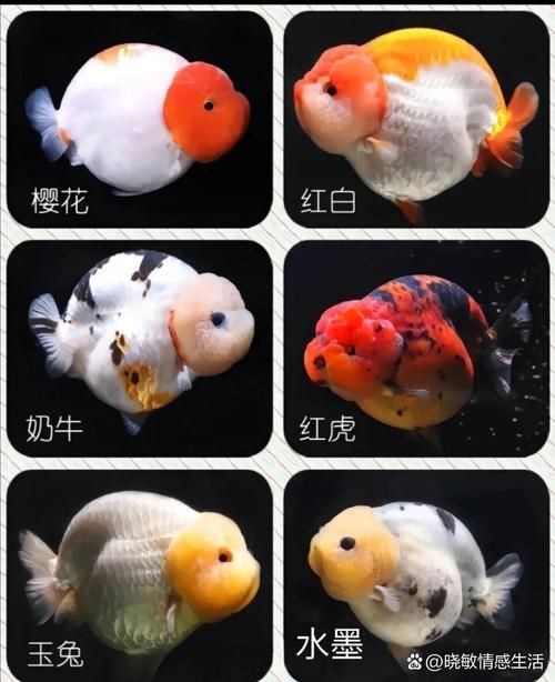 給我一些著名金魚品種的圖片，中國金魚品種及其體態夸張的金魚品種及其體態及其體態 給我一些著名金魚品種的圖片，中國金魚品種及其體態夸張的金魚品種及其體態及其體態 龍魚百科 第17張