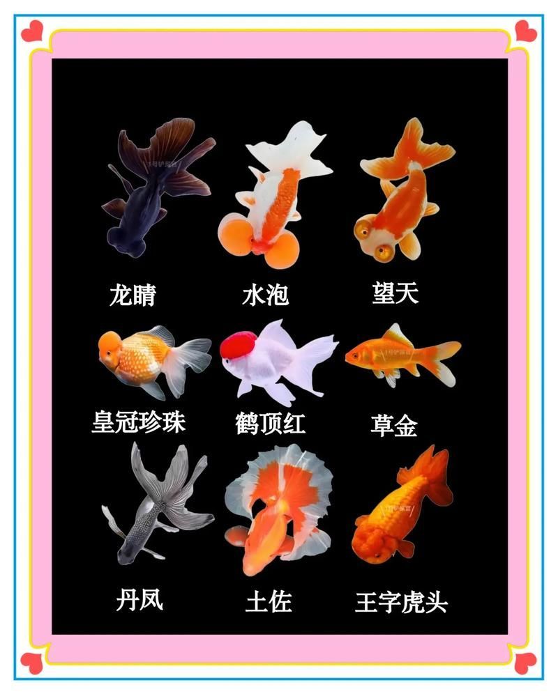 給我一些著名金魚品種的圖片，中國金魚品種及其體態夸張的金魚品種及其體態及其體態 給我一些著名金魚品種的圖片，中國金魚品種及其體態夸張的金魚品種及其體態及其體態 龍魚百科 第8張