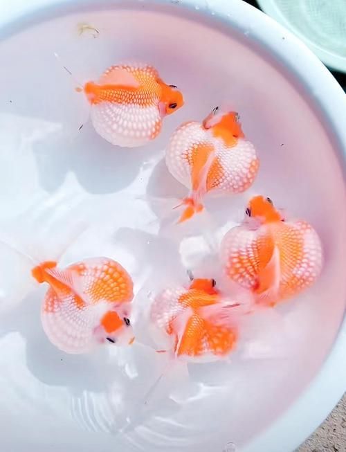 給我一些著名金魚品種的圖片，中國金魚品種及其體態夸張的金魚品種及其體態及其體態 給我一些著名金魚品種的圖片，中國金魚品種及其體態夸張的金魚品種及其體態及其體態 龍魚百科 第19張