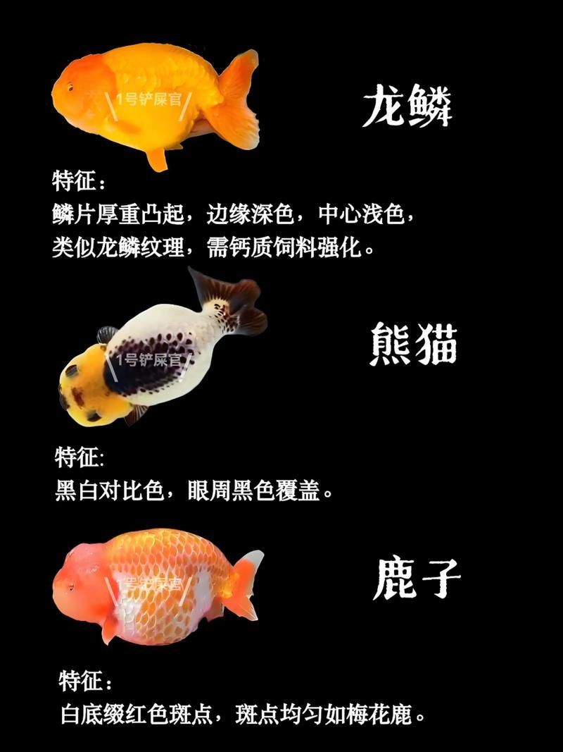 給我一些著名金魚品種的圖片，中國金魚品種及其體態夸張的金魚品種及其體態及其體態 給我一些著名金魚品種的圖片，中國金魚品種及其體態夸張的金魚品種及其體態及其體態 龍魚百科 第12張