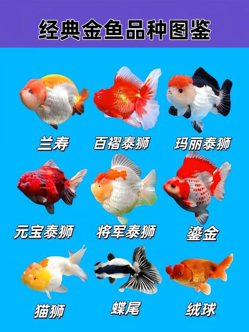 給我一些著名金魚品種的圖片，中國金魚品種及其體態夸張的金魚品種及其體態及其體態 給我一些著名金魚品種的圖片，中國金魚品種及其體態夸張的金魚品種及其體態及其體態 龍魚百科 第13張