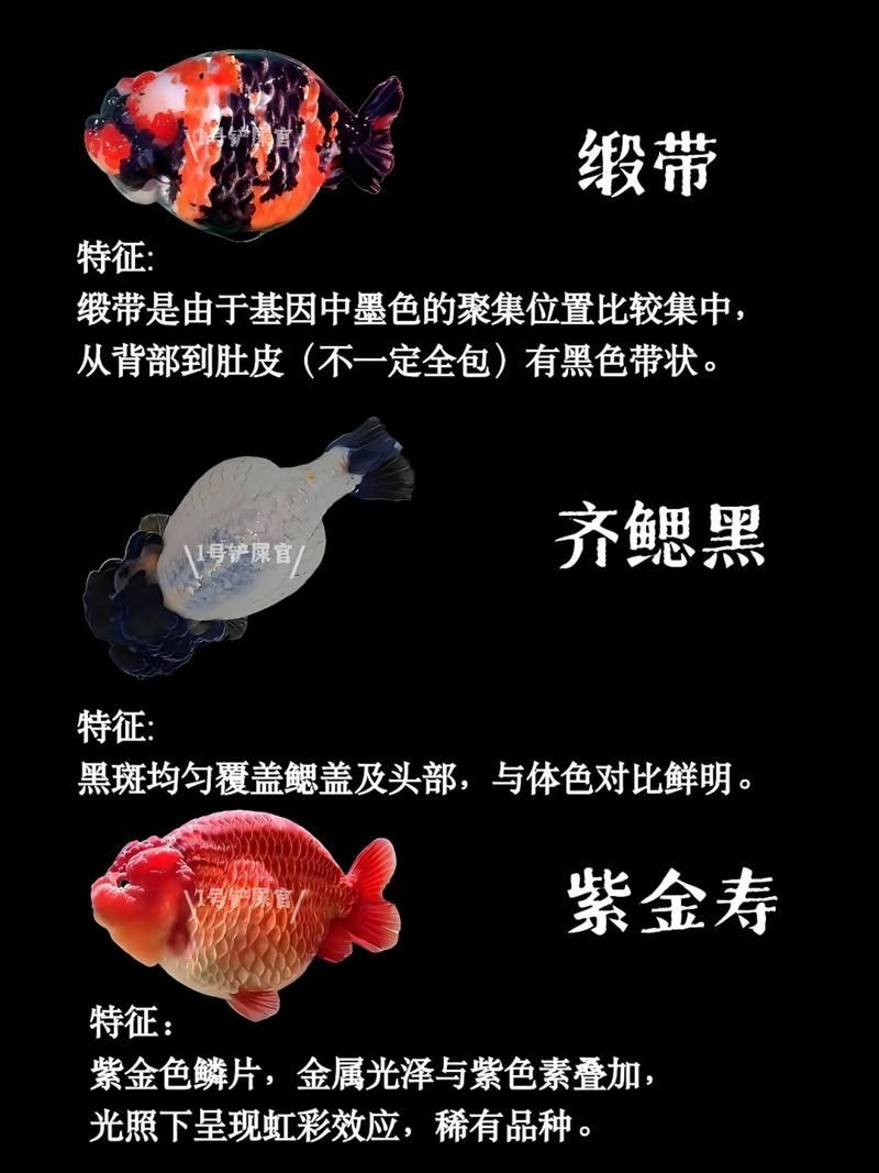 給我一些著名金魚品種的圖片，中國金魚品種及其體態夸張的金魚品種及其體態及其體態 給我一些著名金魚品種的圖片，中國金魚品種及其體態夸張的金魚品種及其體態及其體態 龍魚百科 第18張
