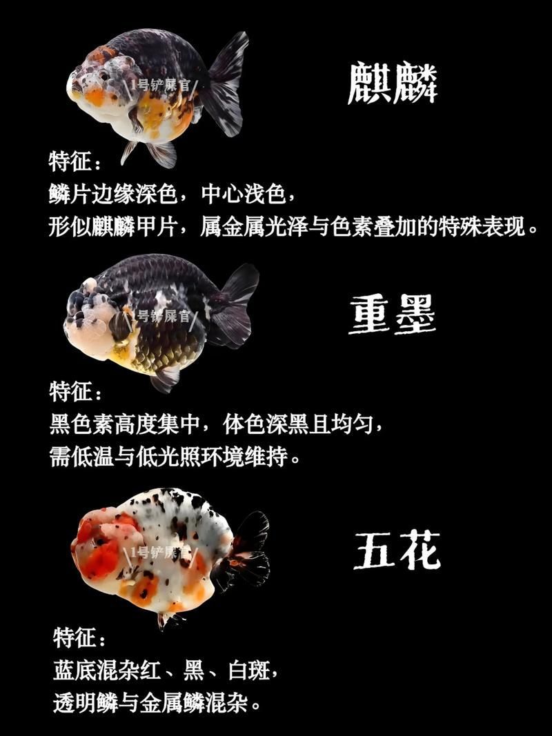 給我一些著名金魚品種的圖片，中國金魚品種及其體態夸張的金魚品種及其體態及其體態 給我一些著名金魚品種的圖片，中國金魚品種及其體態夸張的金魚品種及其體態及其體態 龍魚百科 第21張