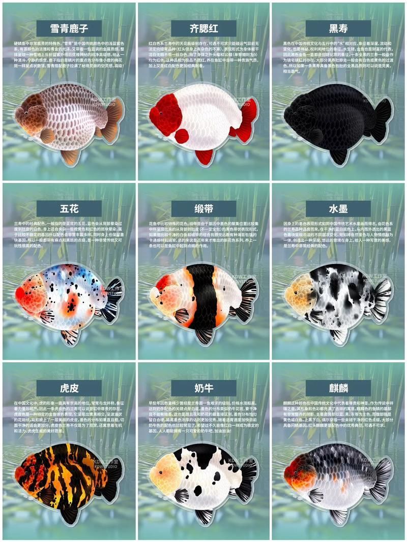 給我一些著名金魚品種的圖片，中國金魚品種及其體態夸張的金魚品種及其體態及其體態 給我一些著名金魚品種的圖片，中國金魚品種及其體態夸張的金魚品種及其體態及其體態 龍魚百科 第23張
