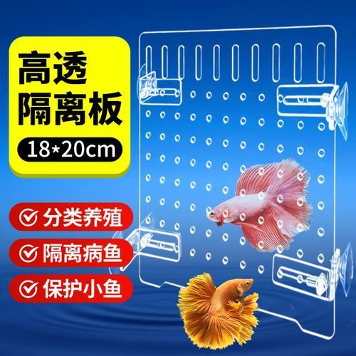 如何預防魚打架受傷 如何預防魚打架受傷 龍魚百科 第3張