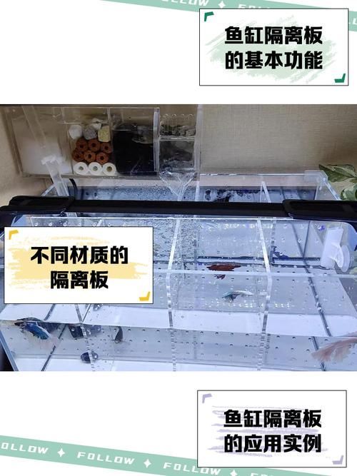 如何預防魚打架受傷 如何預防魚打架受傷 龍魚百科 第1張