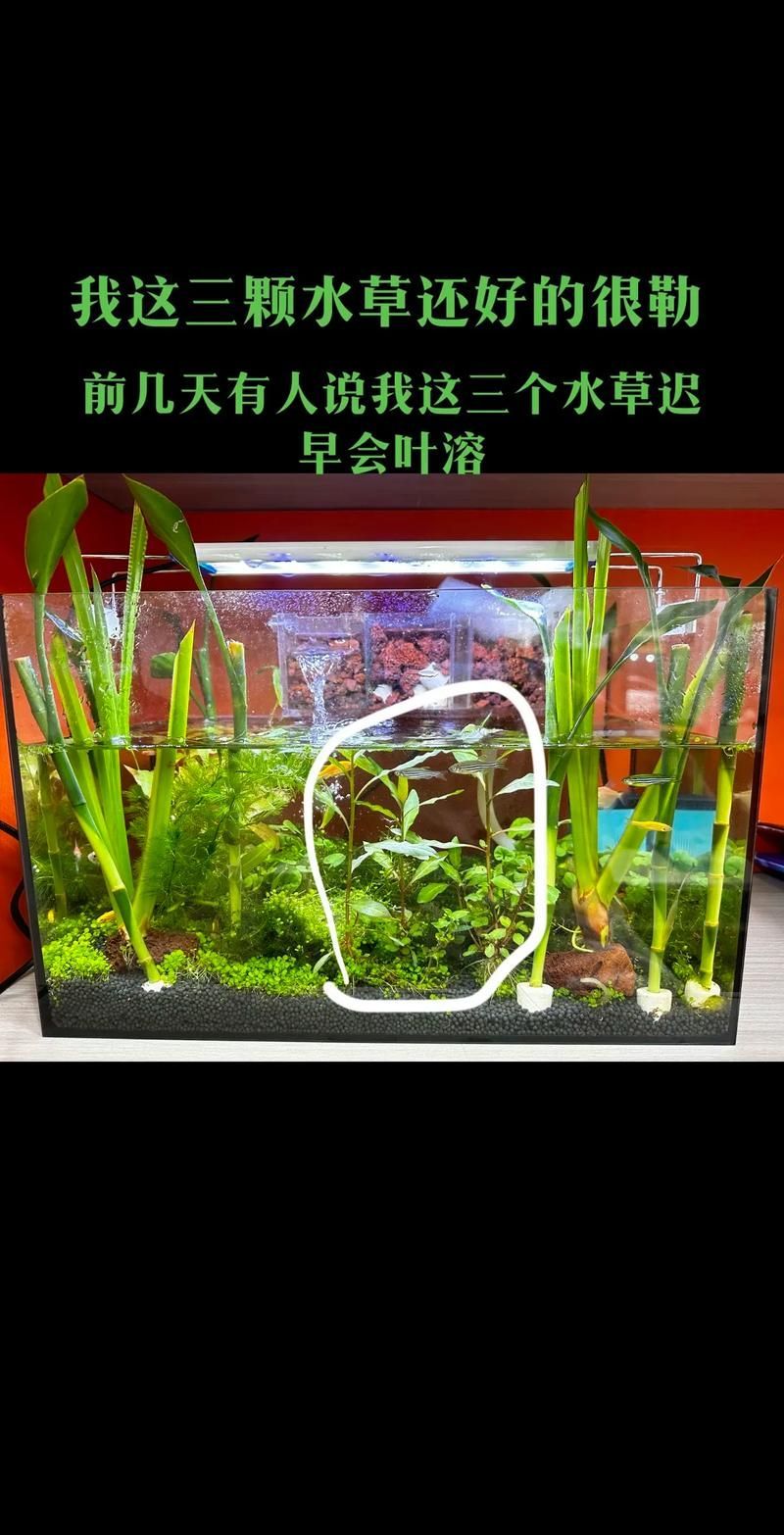 如何預防魚打架受傷 如何預防魚打架受傷 龍魚百科 第9張